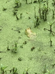 Lithobates catesbeianus