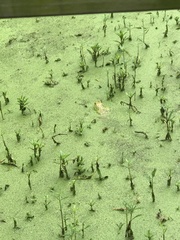 Lithobates catesbeianus