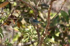 Thraupis sayaca