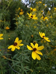 Coreopsis tripteris