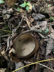 Humaria hemisphaerica