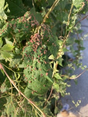 Anthocoptini