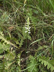 Spiranthes magnicamporum