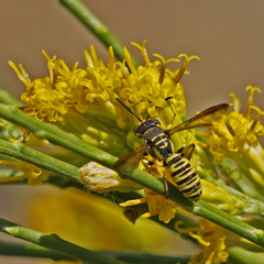 Eucerceris provancheri