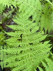 Athyrium angustum