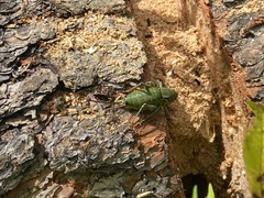 Anabrus simplex
