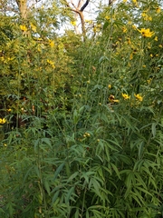 Coreopsis tripteris