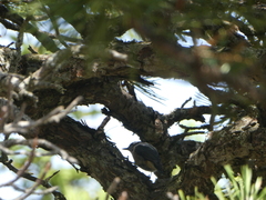 Sitta canadensis