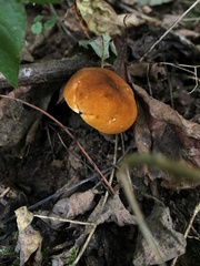 Gyroporus castaneus