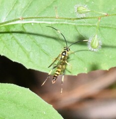 Cratichneumon paratus