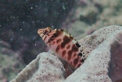 Cirrhitichthys aprinus