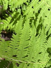 Athyrium angustum
