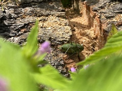 Anabrus simplex