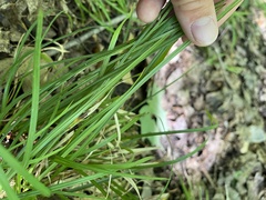 Carex pedunculata