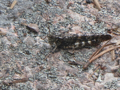 Trimerotropis