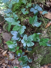 Tetrastigma obtectum