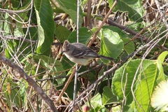 Elaenia
