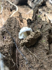 Amidella