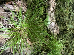 Carex pedunculata