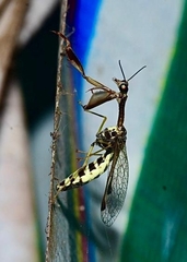 Mantispinae