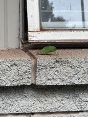 Pterophylla camellifolia