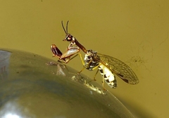 Mantispinae