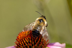 Bombus citrinus