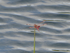 Celithemis elisa