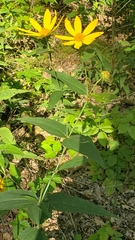 Helianthus divaricatus