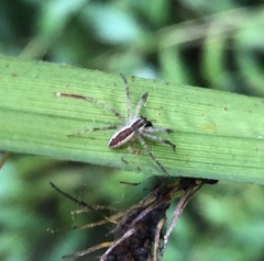 Pisaurina mira