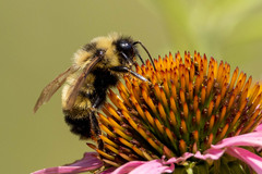 Bombus citrinus