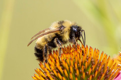 Bombus citrinus