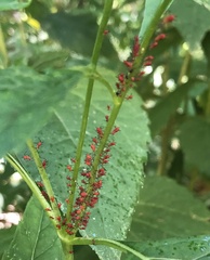 Uroleucon obscuricaudatum