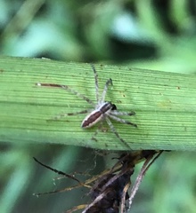 Pisaurina mira