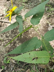 Helianthus divaricatus