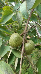 Annona