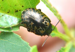 Calligrapha multipustulata