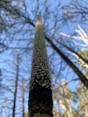 Xanthorrhoea