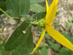 Helianthus divaricatus