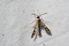 Synanthedon acerni