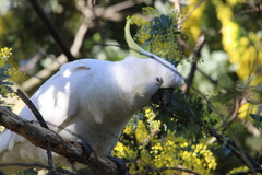 Cacatua galerita