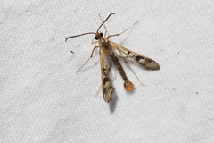 Synanthedon acerni