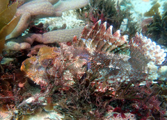 Scorpaena jacksoniensis