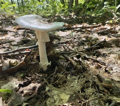 Amanita magnivelaris