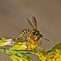 Eucerceris provancheri