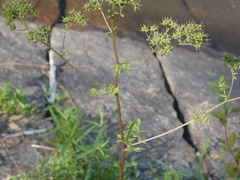 Thalictrum