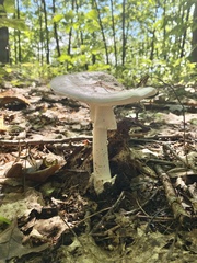 Amanita magnivelaris