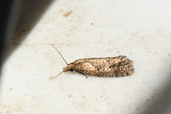 Phtheochroa