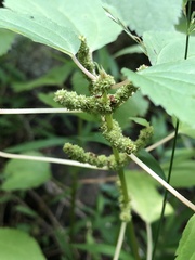 Boehmeria cylindrica