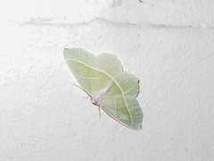 Campaea margaritaria